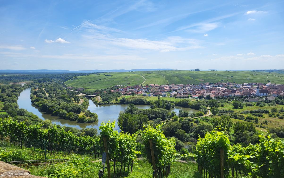 Blick auf die Mainschleife bei Vokach von der Vogelsburg aus